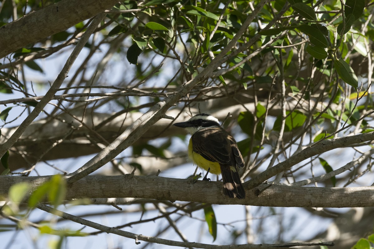 キバラオオタイランチョウ - ML646486350