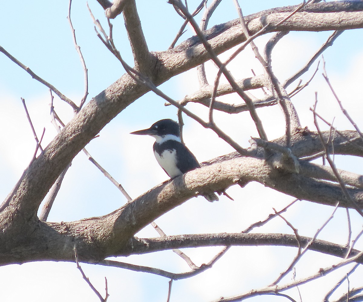Belted Kingfisher - ML646486356