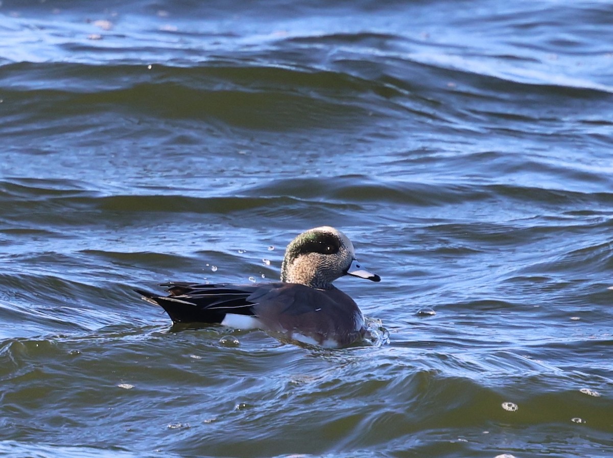 ברווז אמריקני - ML646486357