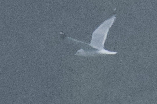 Ring-billed Gull - ML646486358