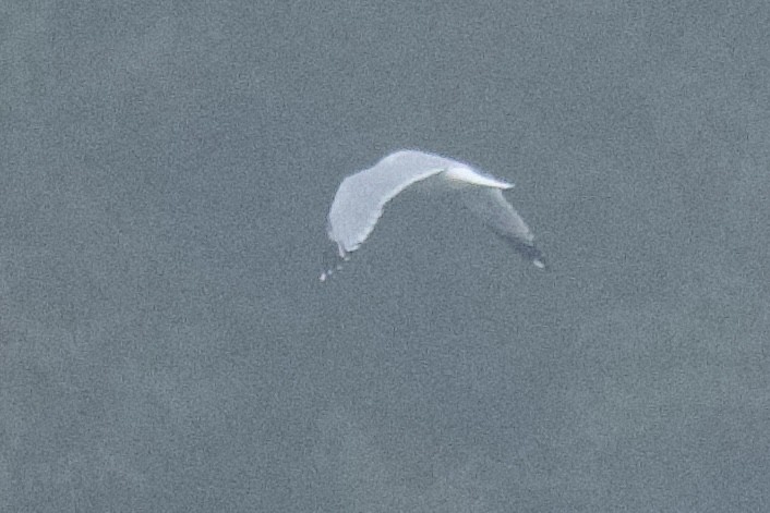 Ring-billed Gull - ML646486359