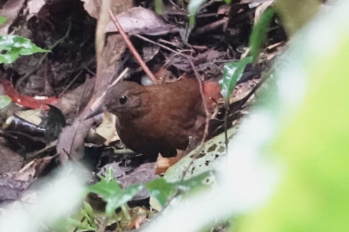 Rufous-breasted Leaftosser - ML646486360