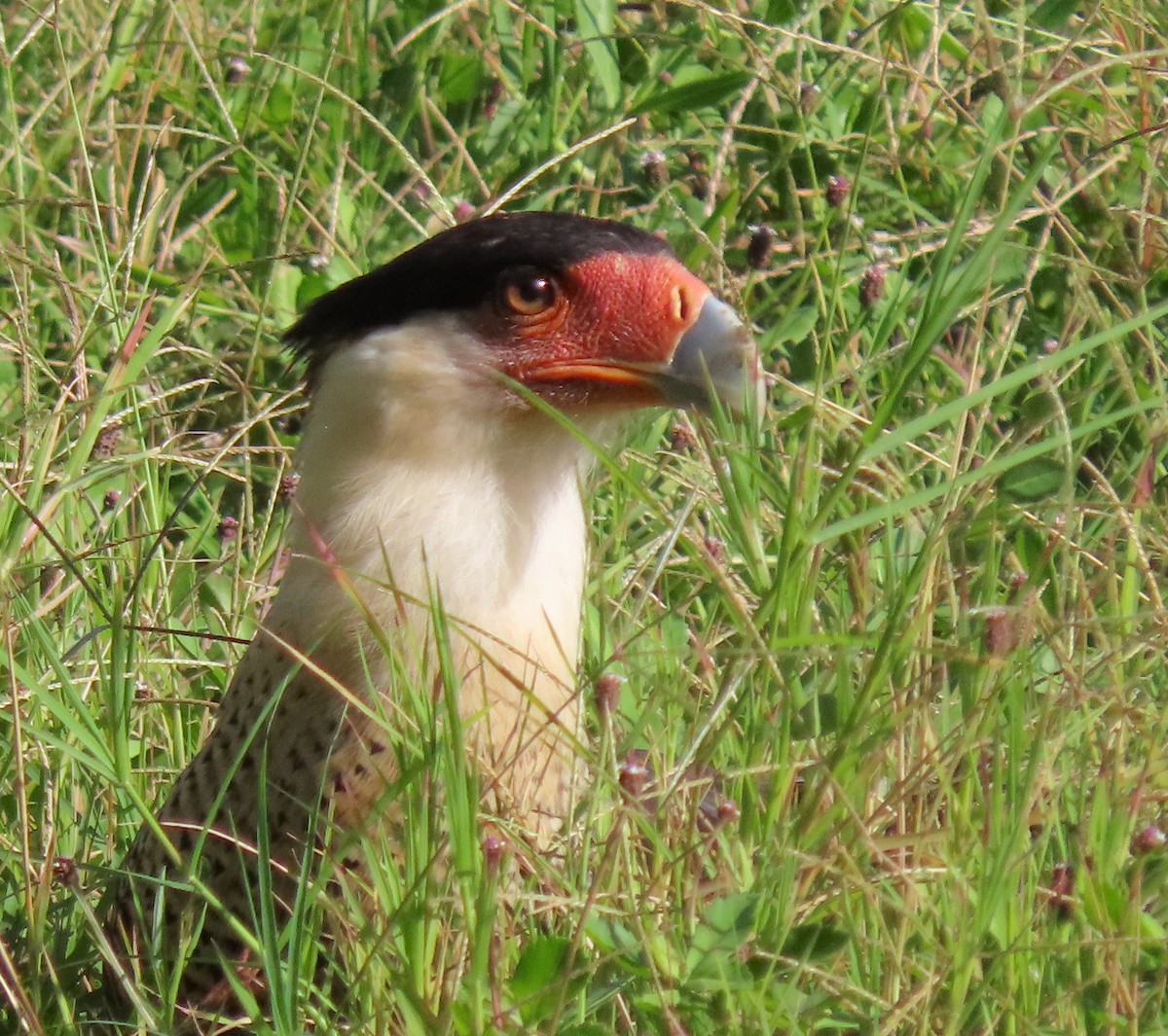 Crested Caracara - ML646486376