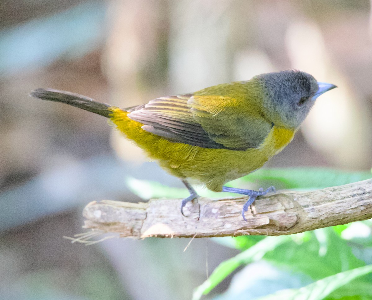 Scarlet-rumped Tanager - ML646486377