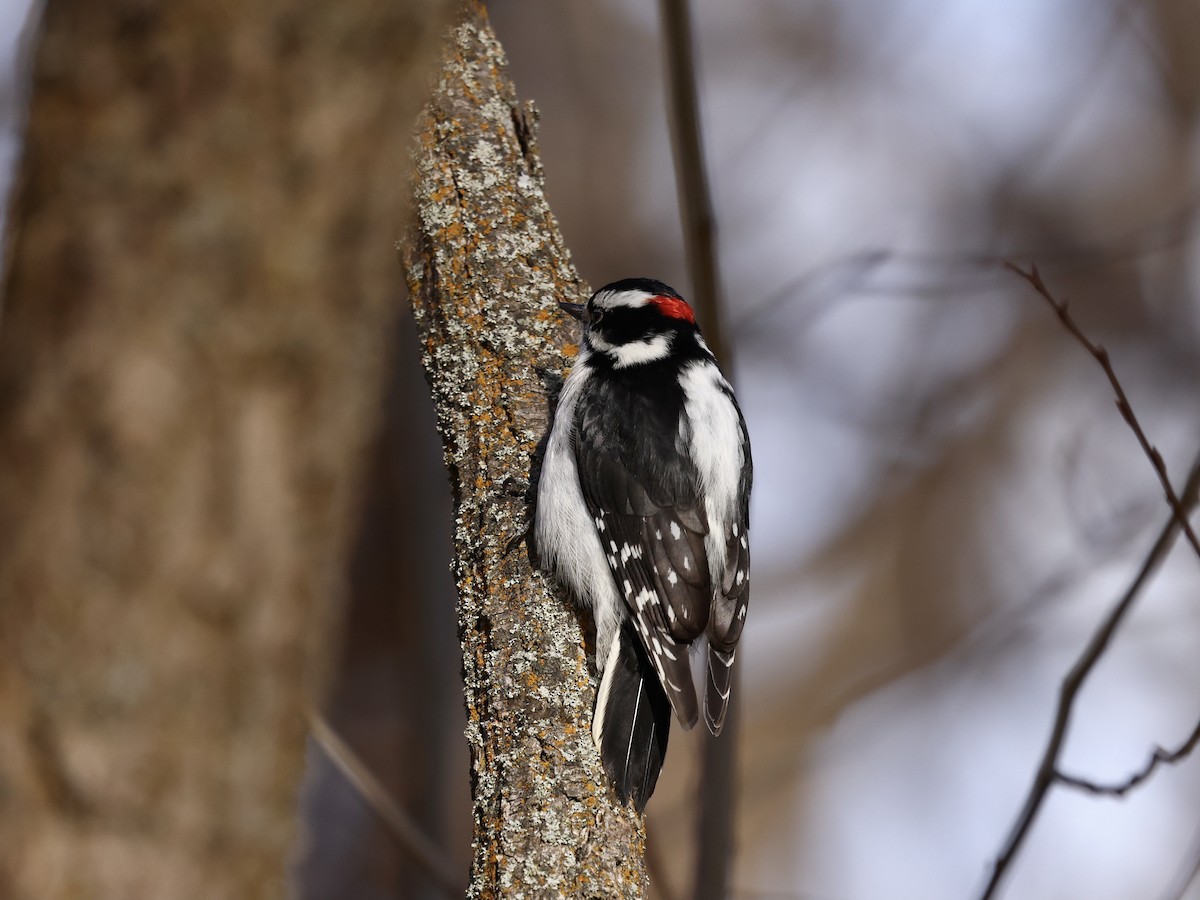 Downy Woodpecker - ML646486378