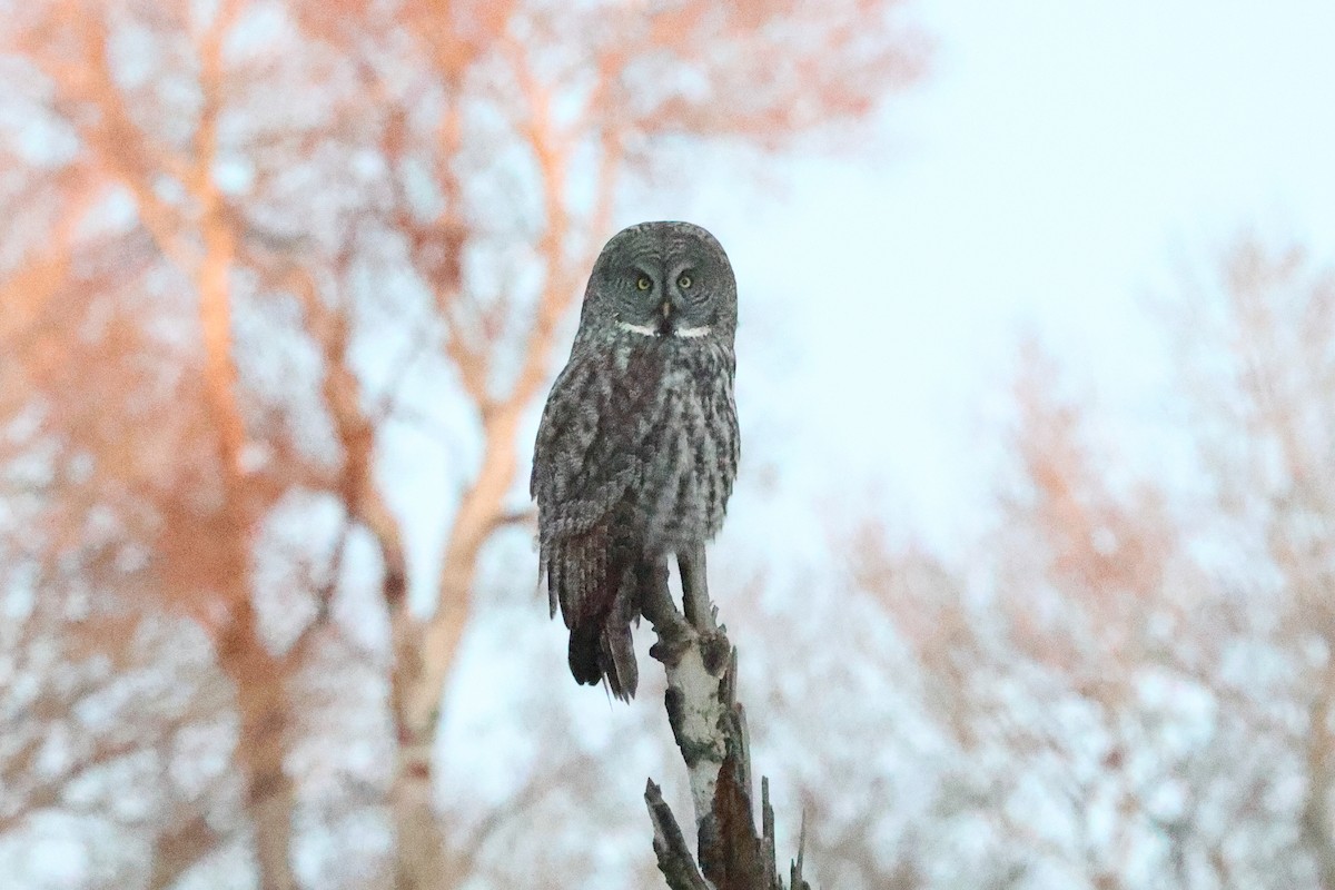 Great Gray Owl - ML646486379