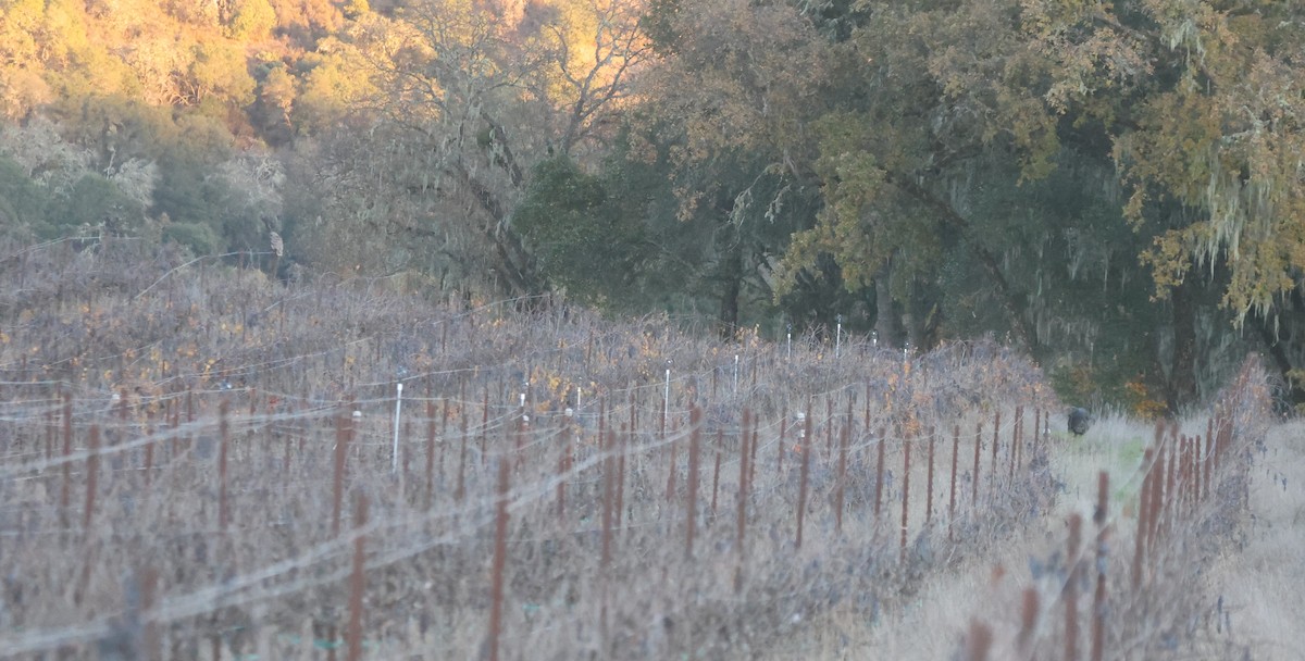 Barred Owl - ML646486381