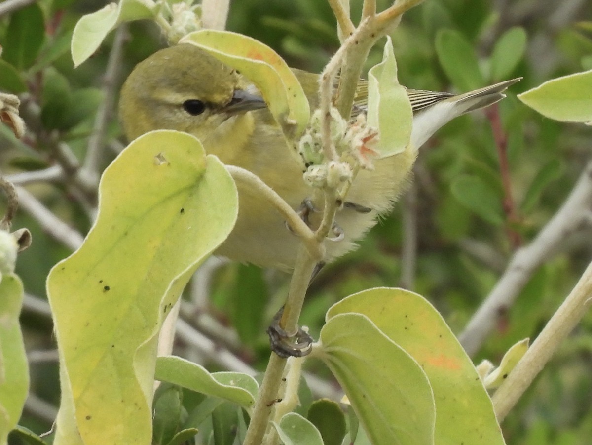 Червоїд світлобровий - ML646486382