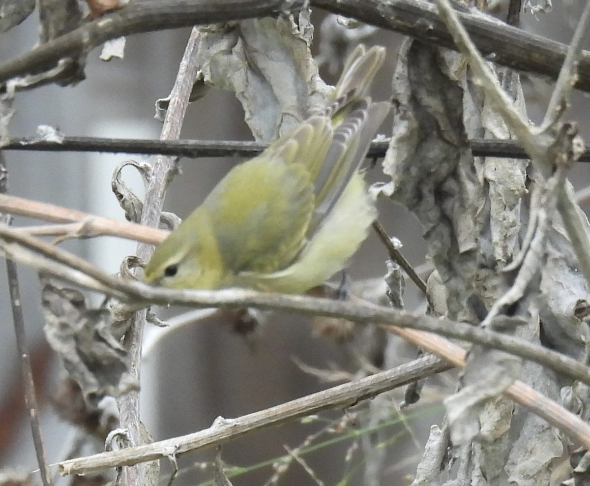 Червоїд світлобровий - ML646486383