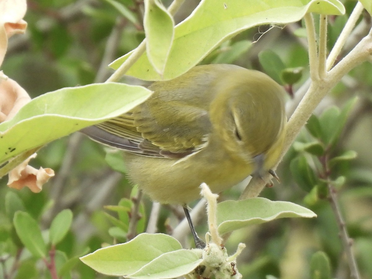 Червоїд світлобровий - ML646486384