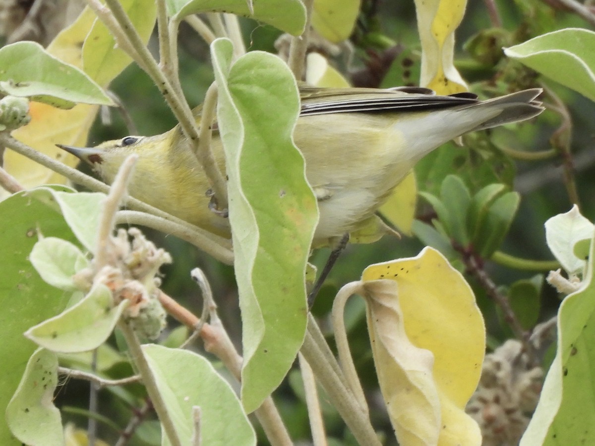 Червоїд світлобровий - ML646486385