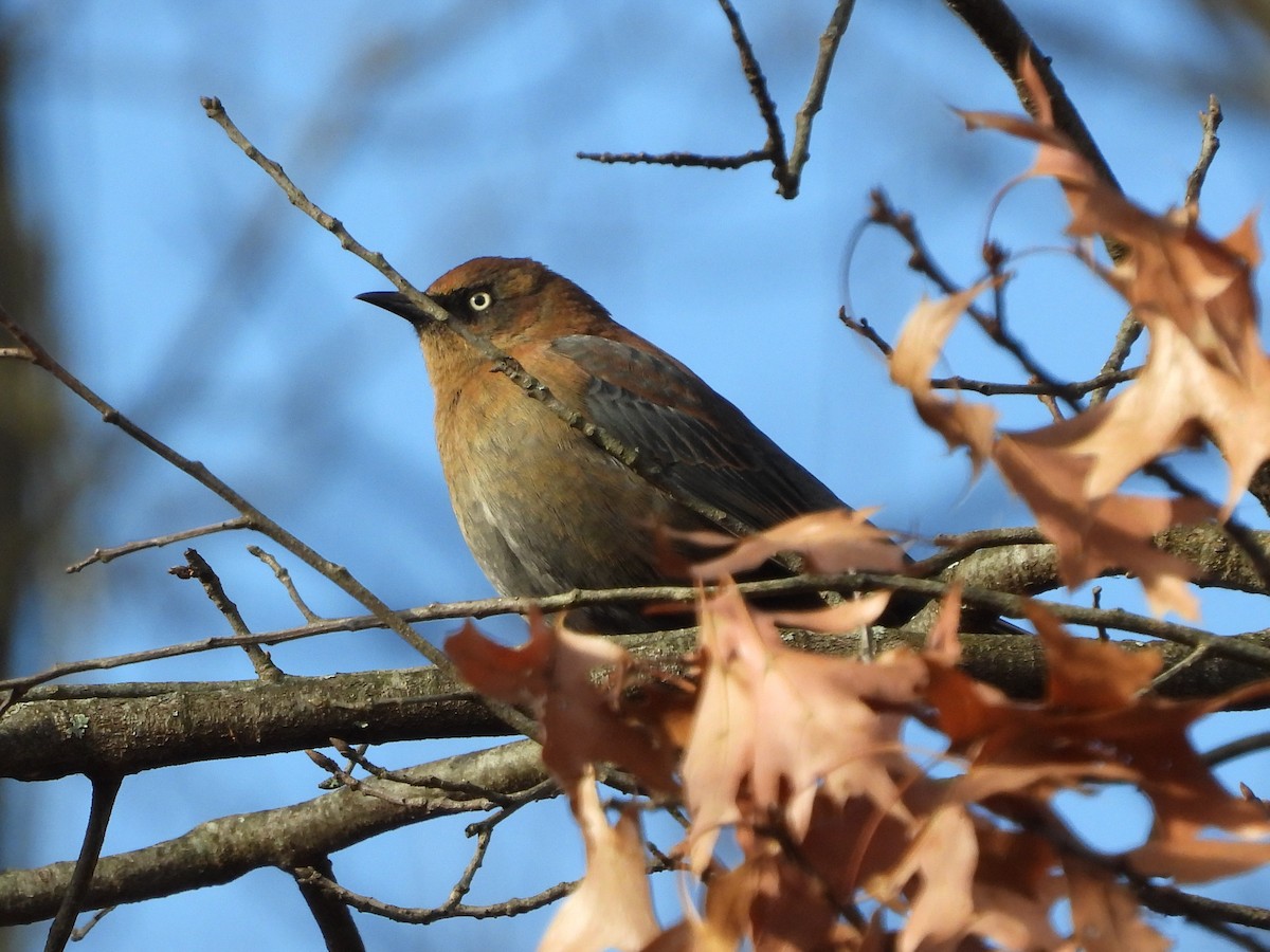 Rusty Blackbird - ML646486386