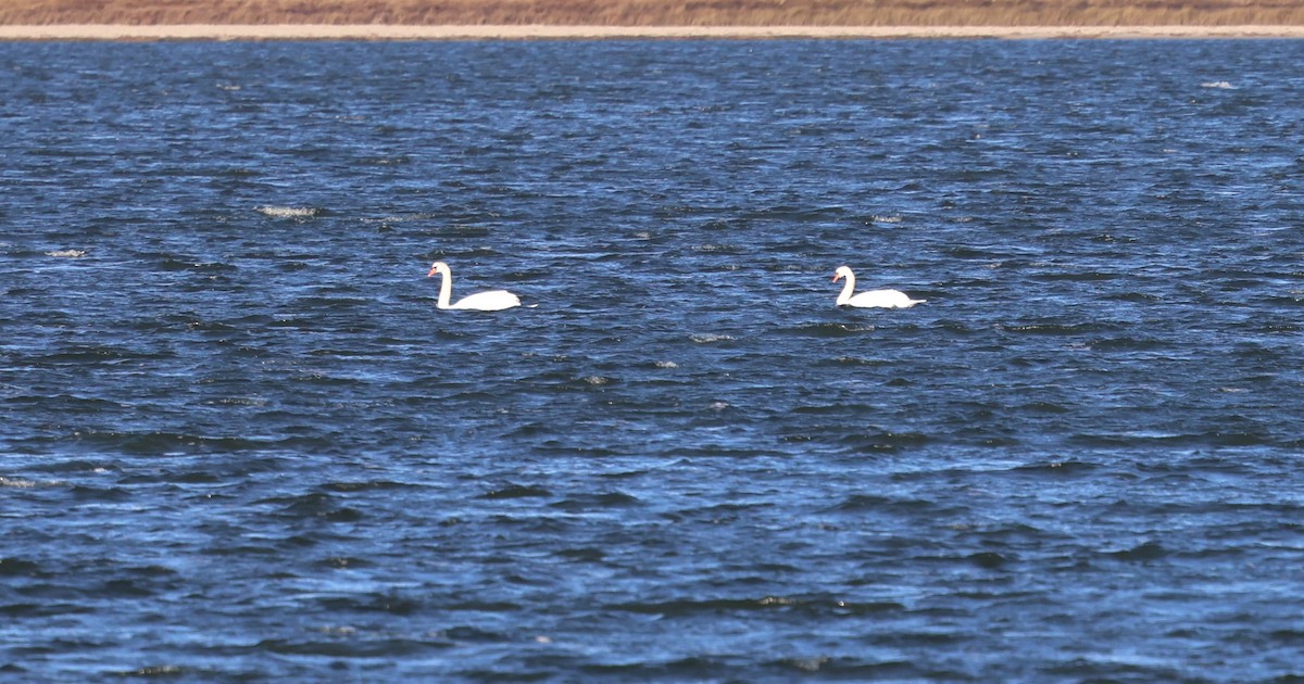 Лебідь-шипун - ML646486389