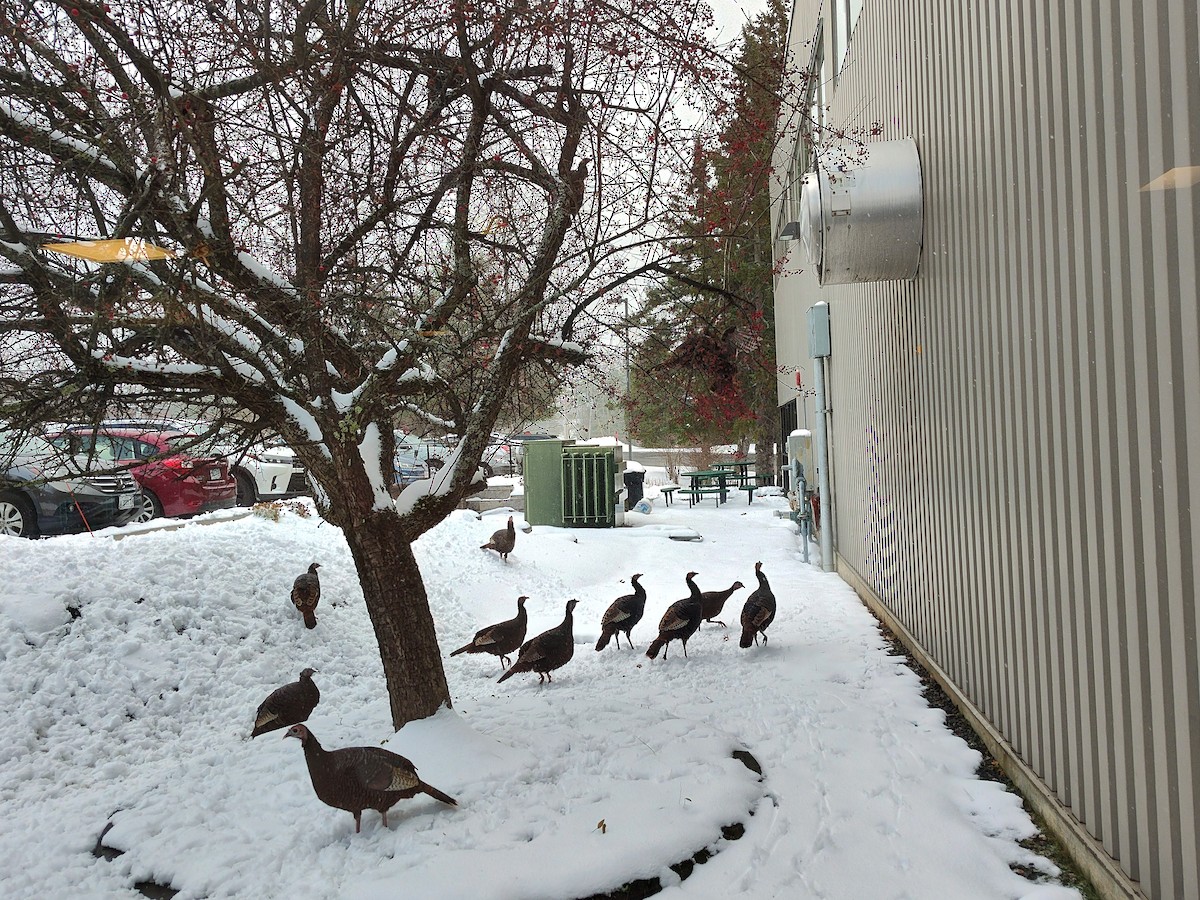 Yabani Hindi - ML646486390