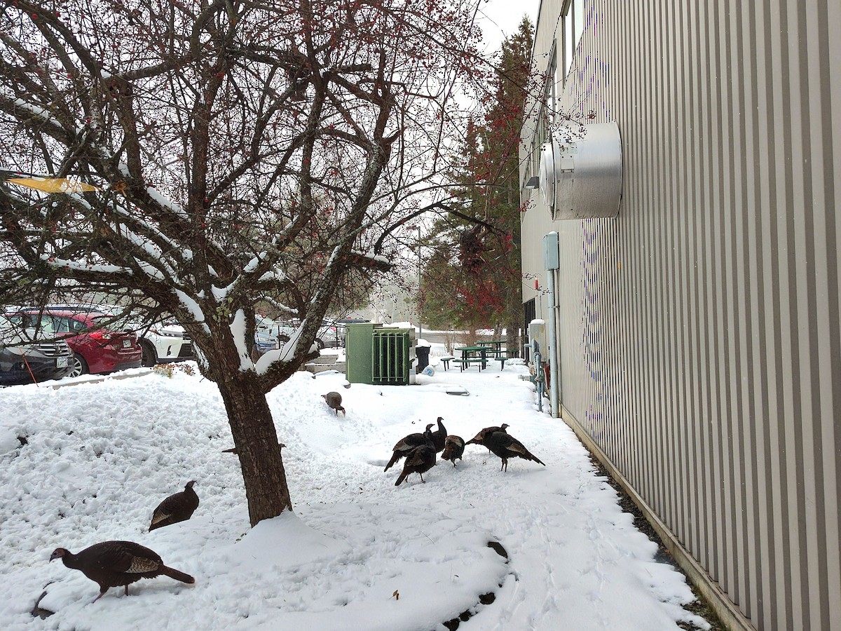 Yabani Hindi - ML646486392