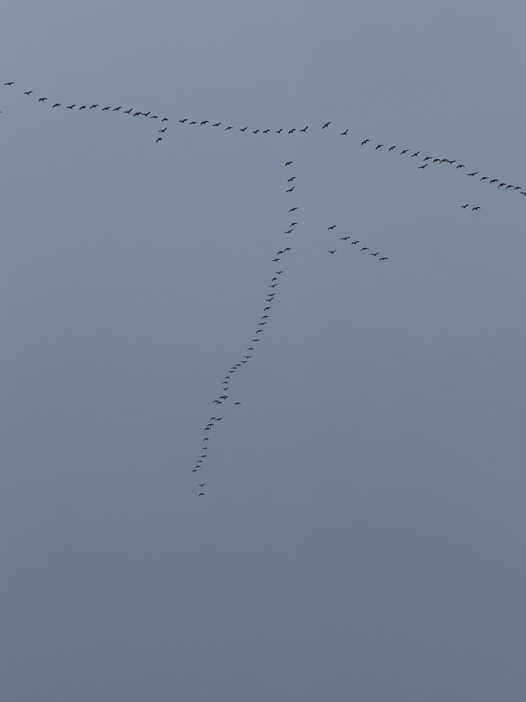 Snow Goose - ML646486398