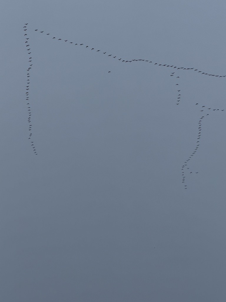 Snow Goose - ML646486399