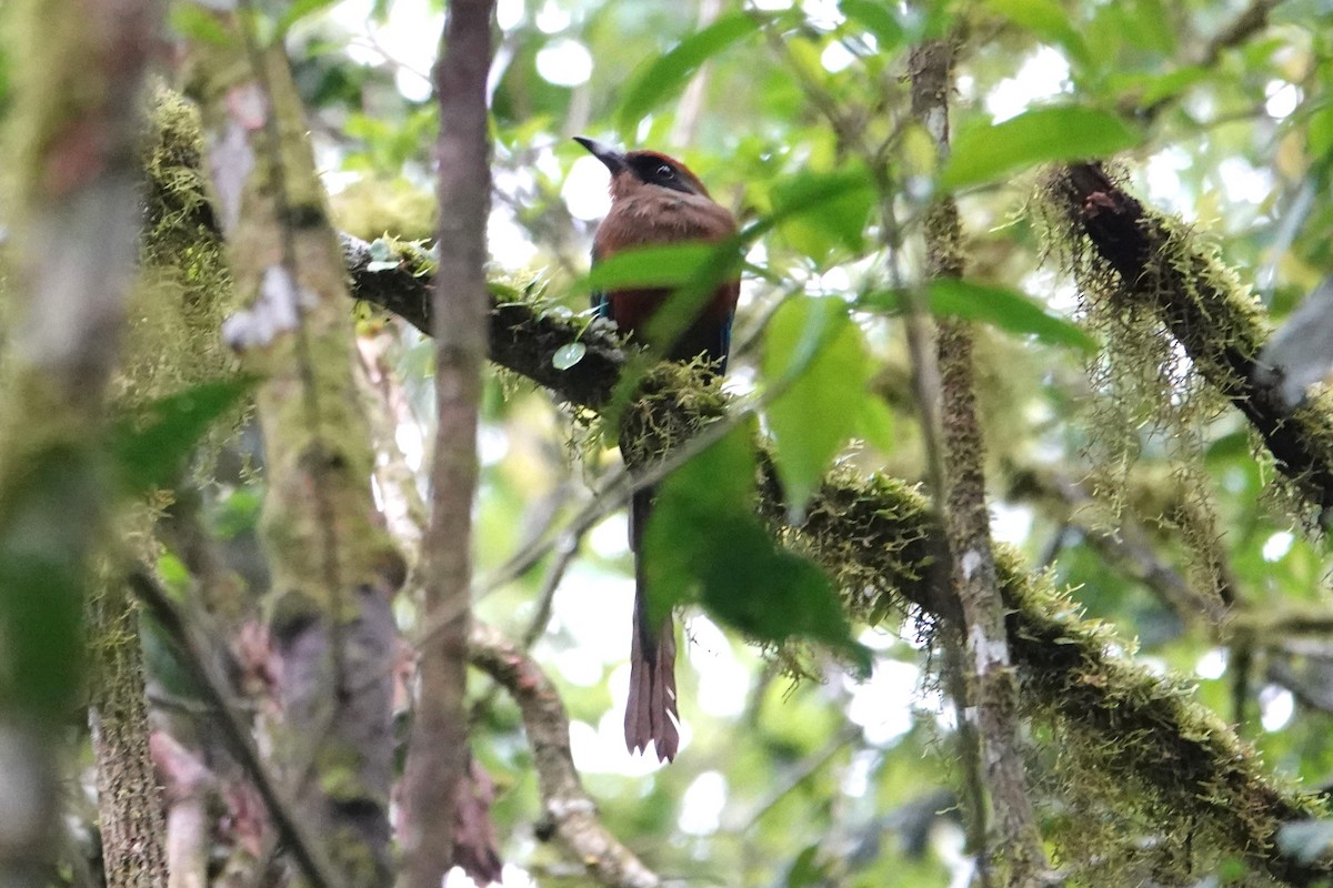 Rufous-capped Motmot - ML646486400
