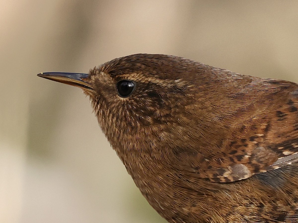 Pacific Wren - ML646486402