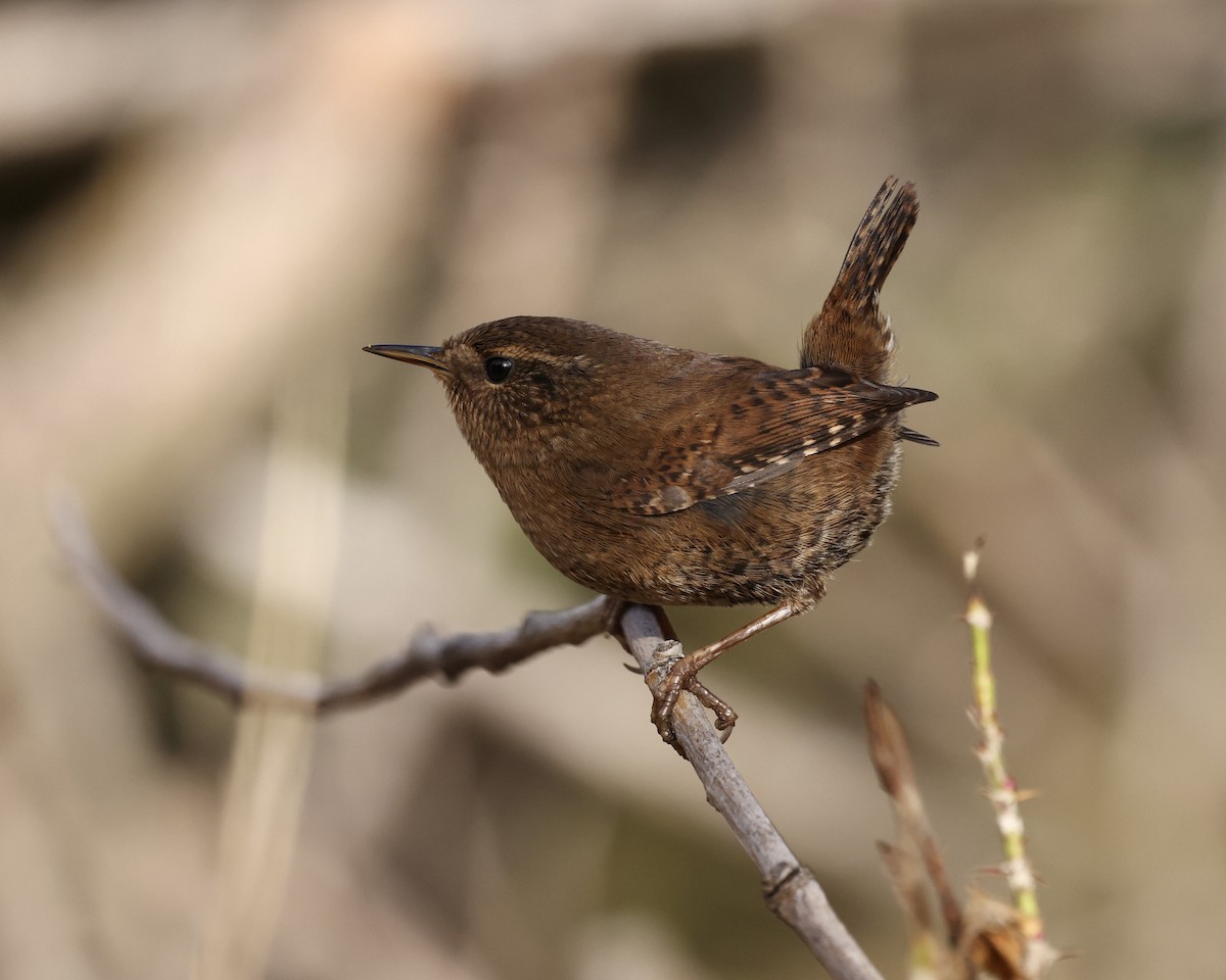 Pacific Wren - ML646486403