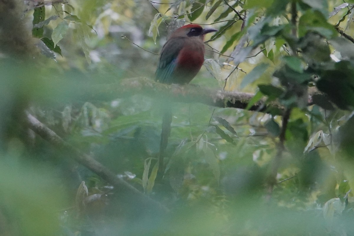 Rufous-capped Motmot - ML646486405
