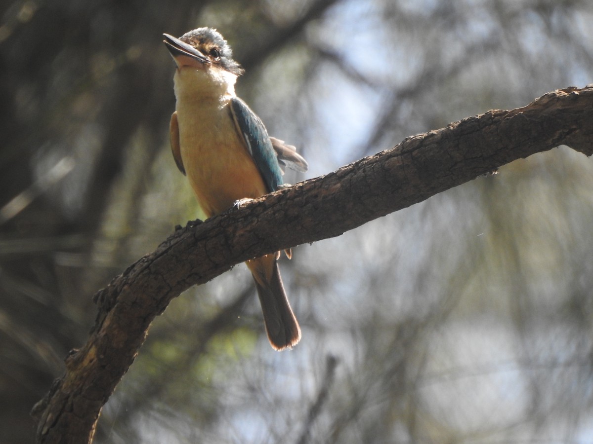 Sacred Kingfisher - ML646486406