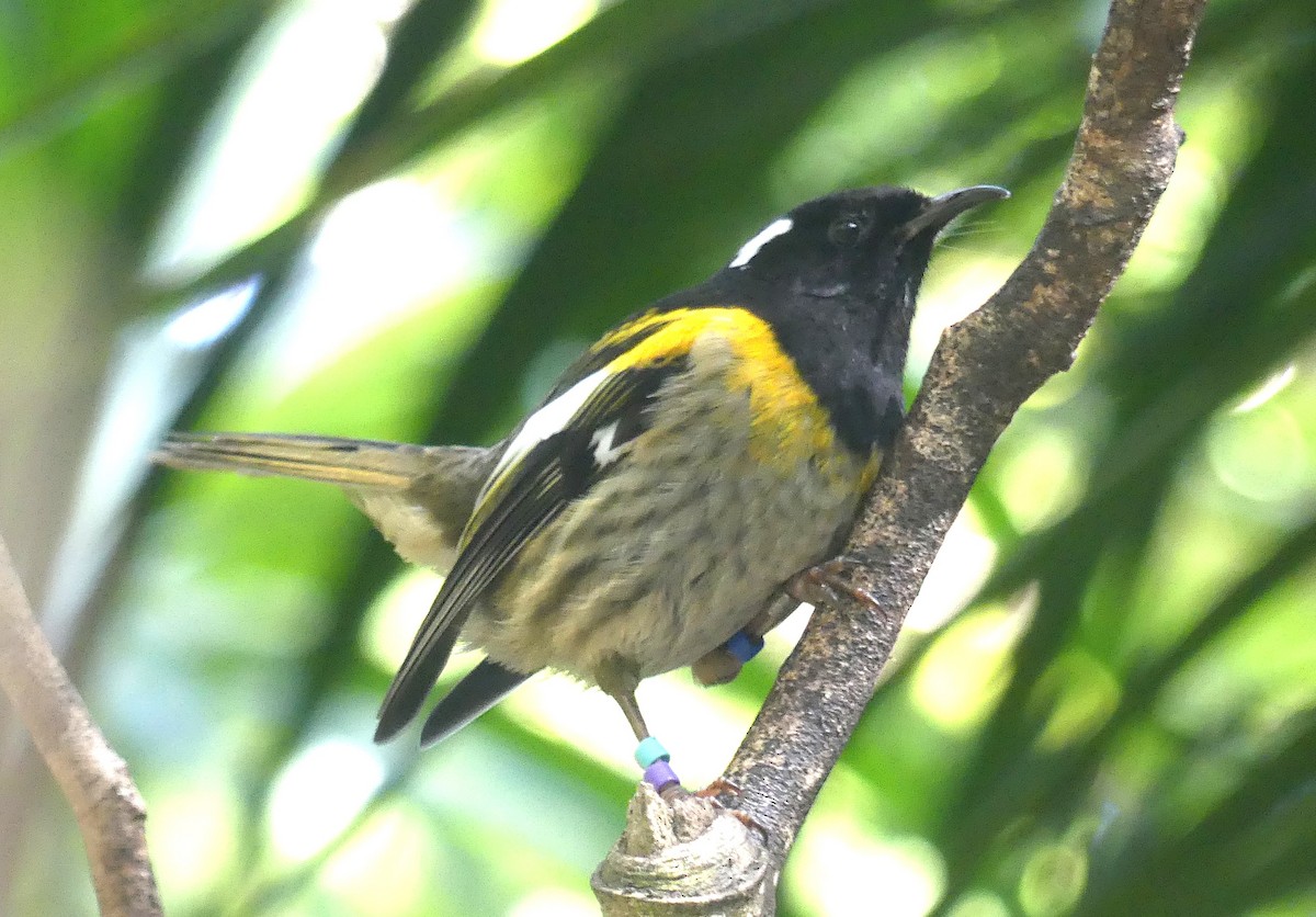 Stitchbird - ML646486407