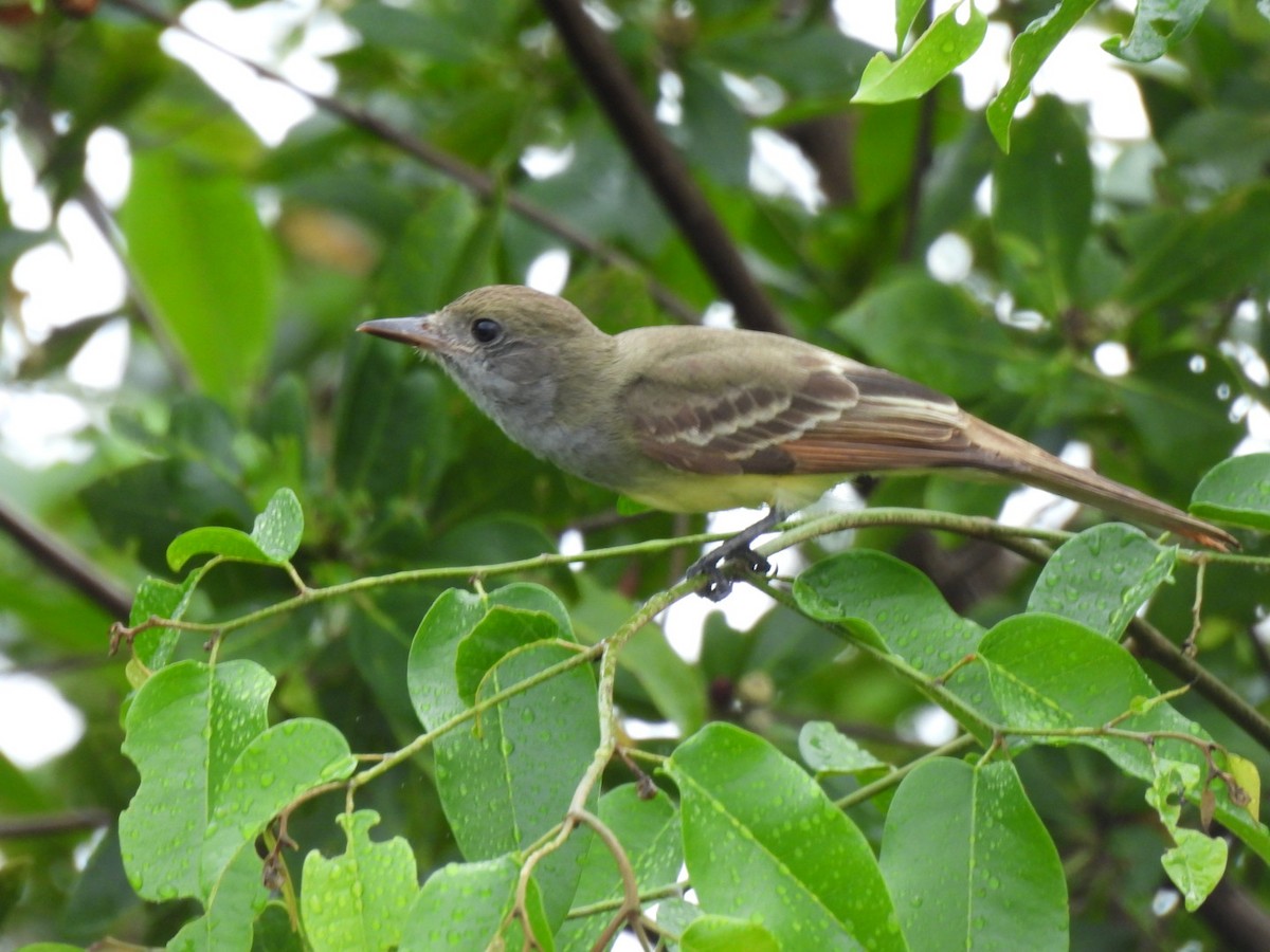 Brown-crested Flycatcher - ML646486415