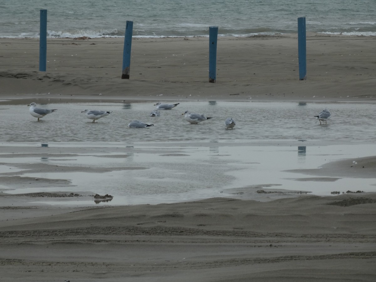 Ring-billed Gull - ML646486418