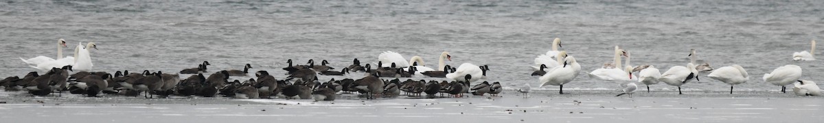 Лебідь-шипун - ML646486419