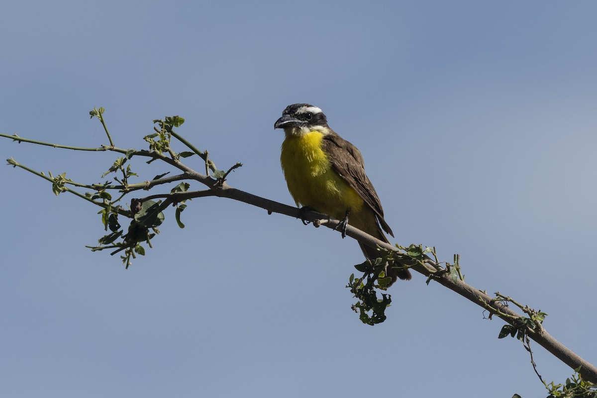 オオハシタイランチョウ - ML646486420
