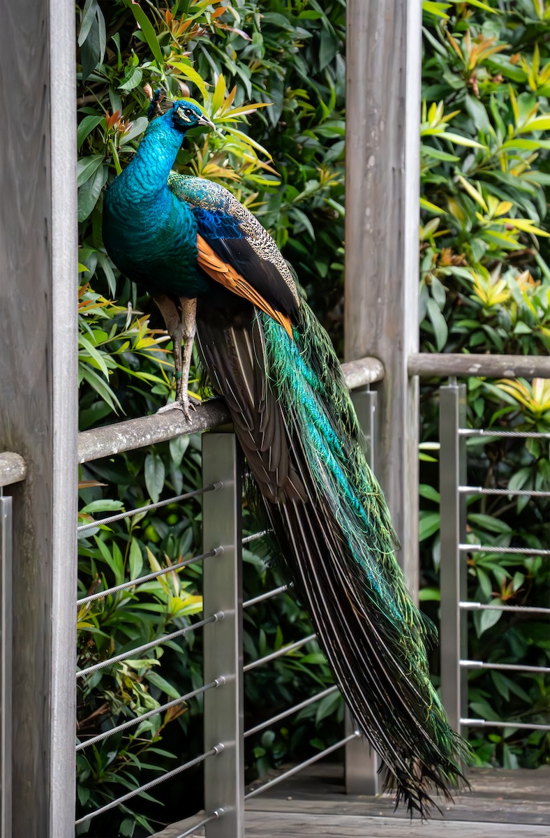Indian Peafowl - ML646486421