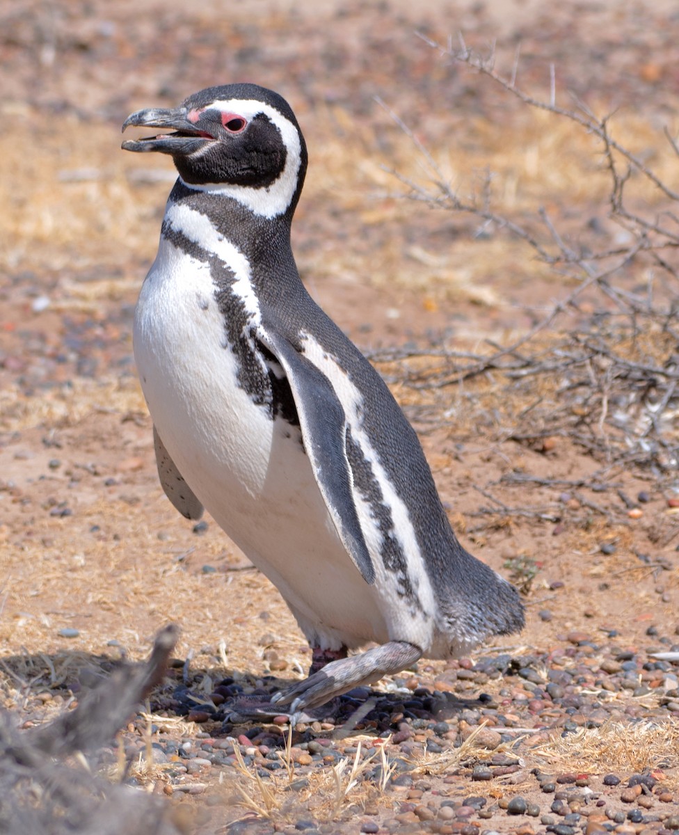 Magellanic Penguin - ML646486427