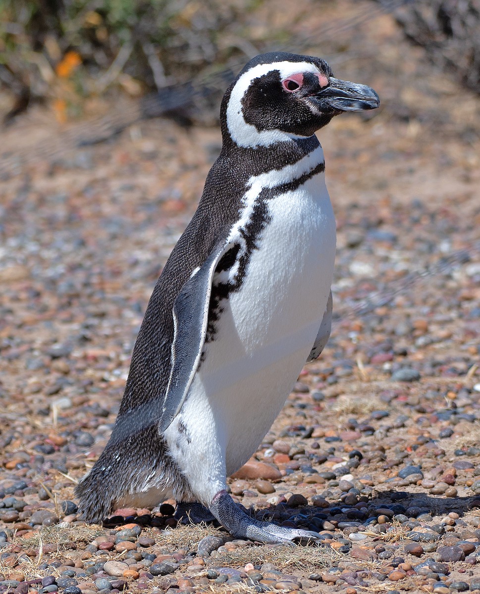 Magellanic Penguin - ML646486429