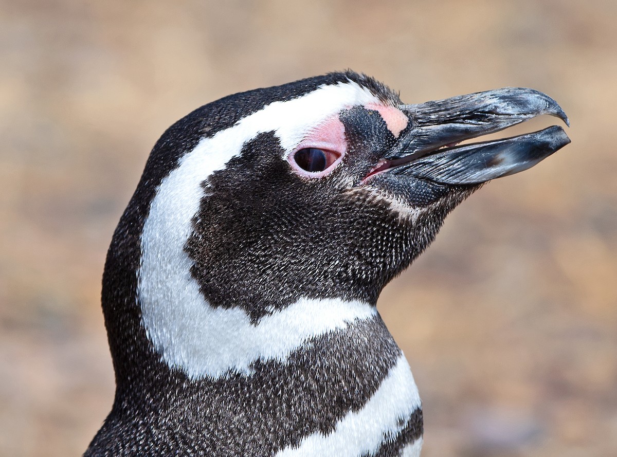 Magellanic Penguin - ML646486433