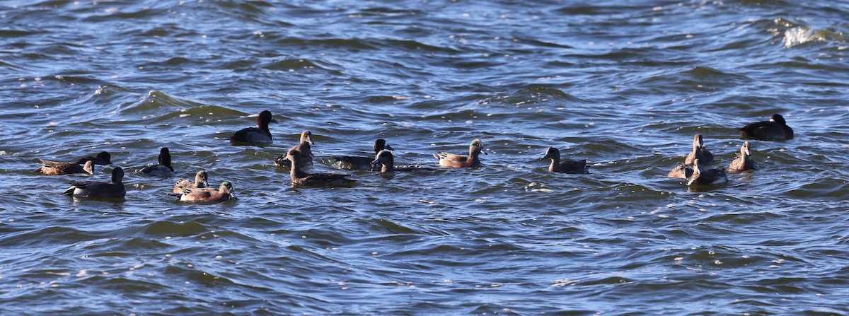 ברווז אמריקני - ML646486434
