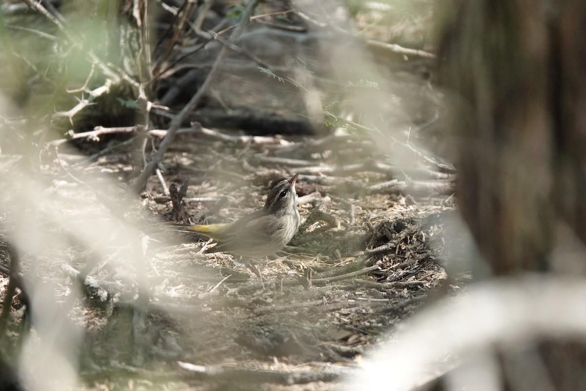 Пальмовая древесница - ML646486436