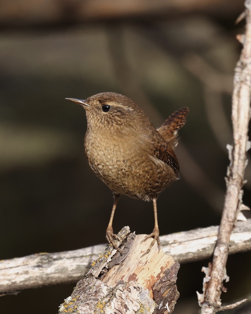 Pacific Wren - ML646486437