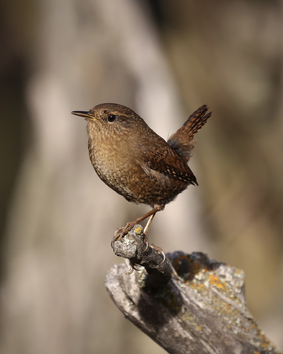 Pacific Wren - ML646486438