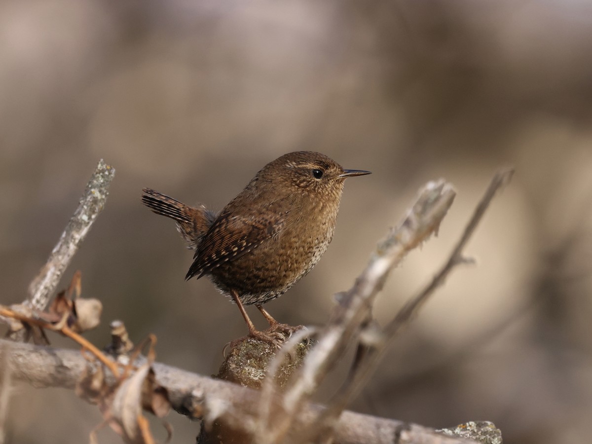 Pacific Wren - ML646486439