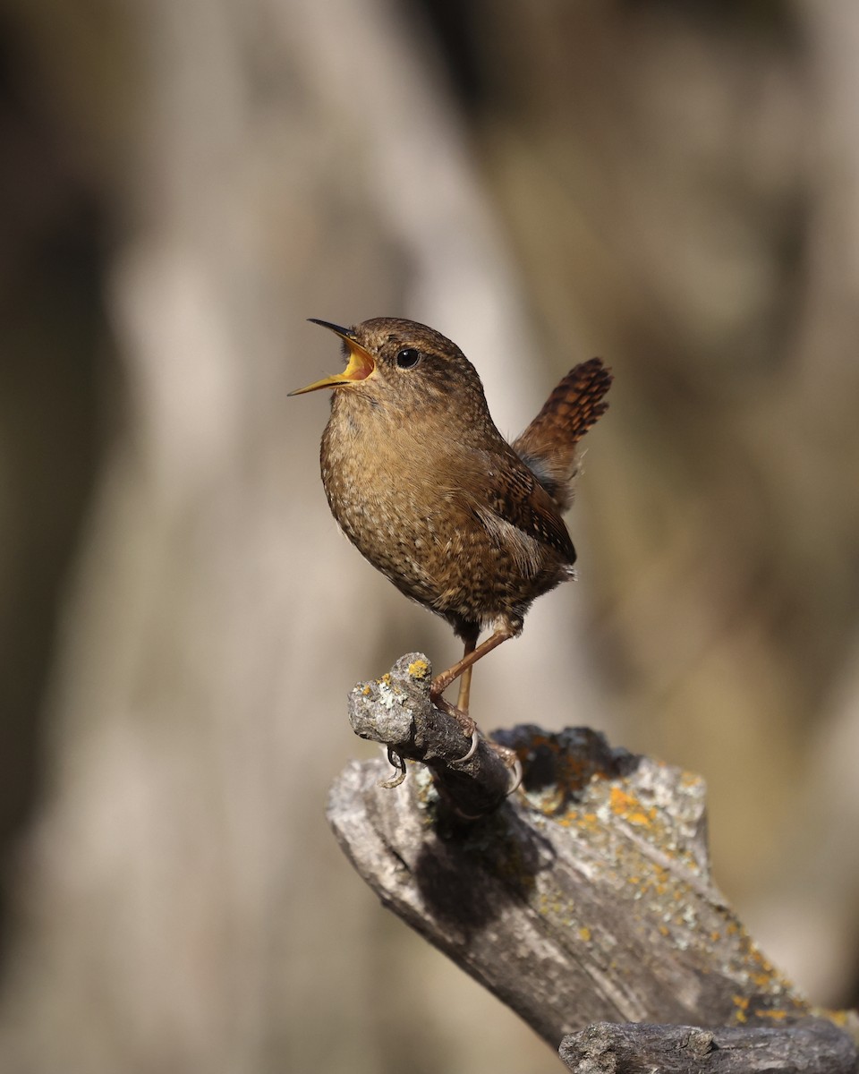 Pacific Wren - ML646486441