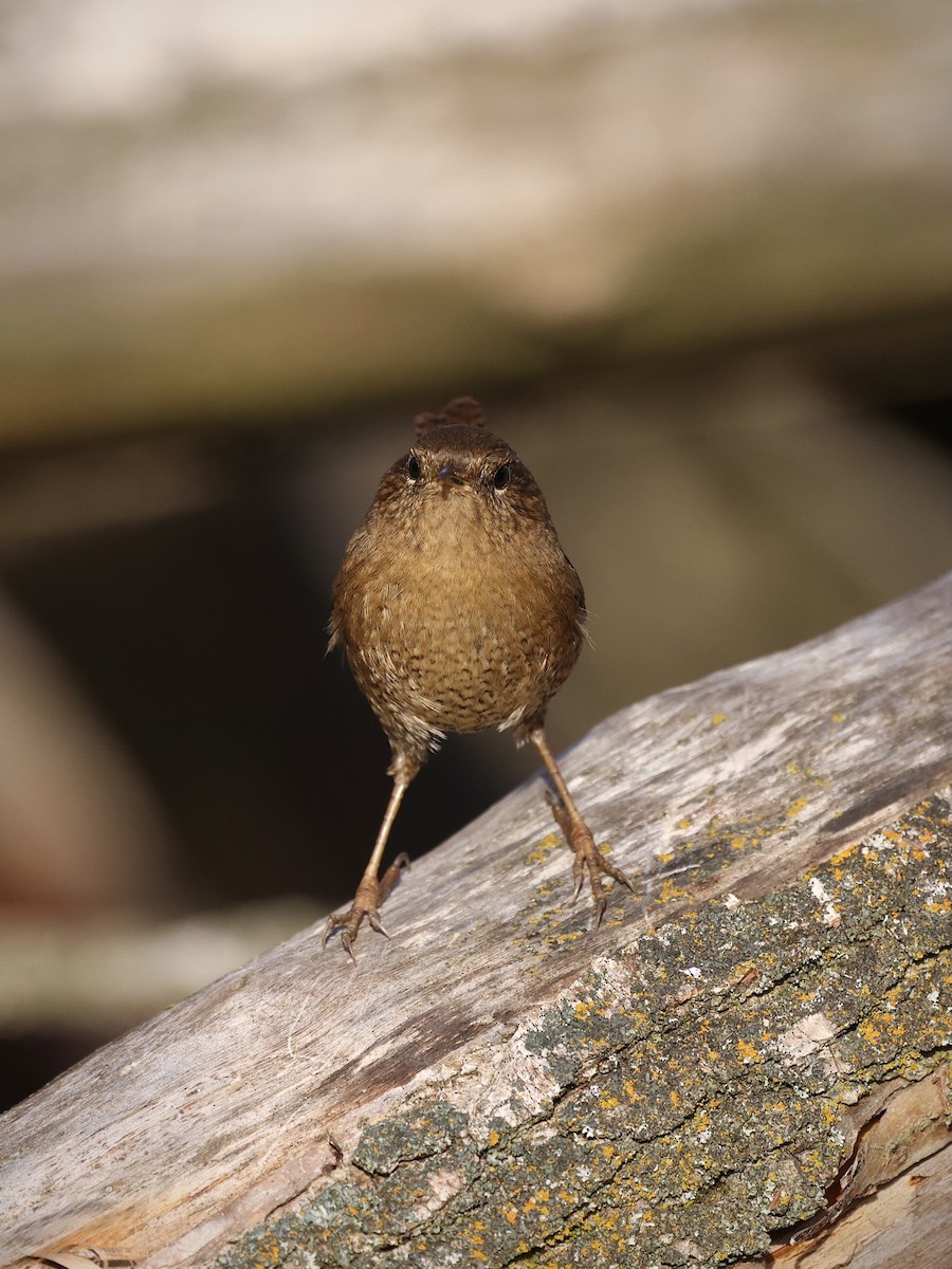 Pacific Wren - ML646486446