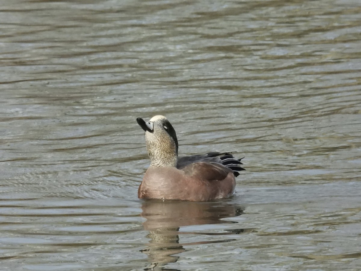 American Wigeon - ML646486458