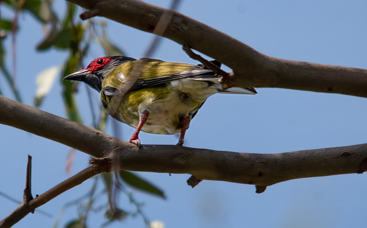 メガネコウライウグイス - ML646486459