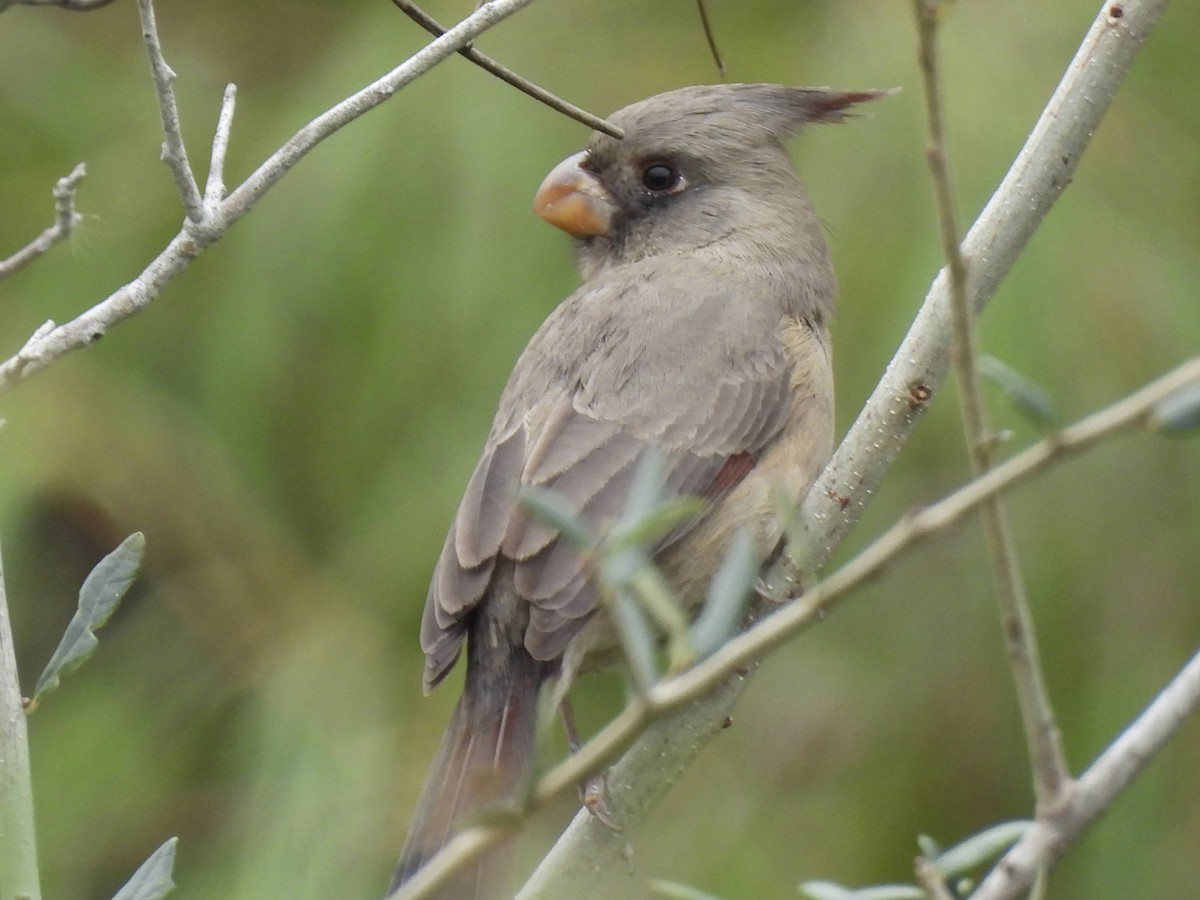 Pyrrhuloxia - ML646486461