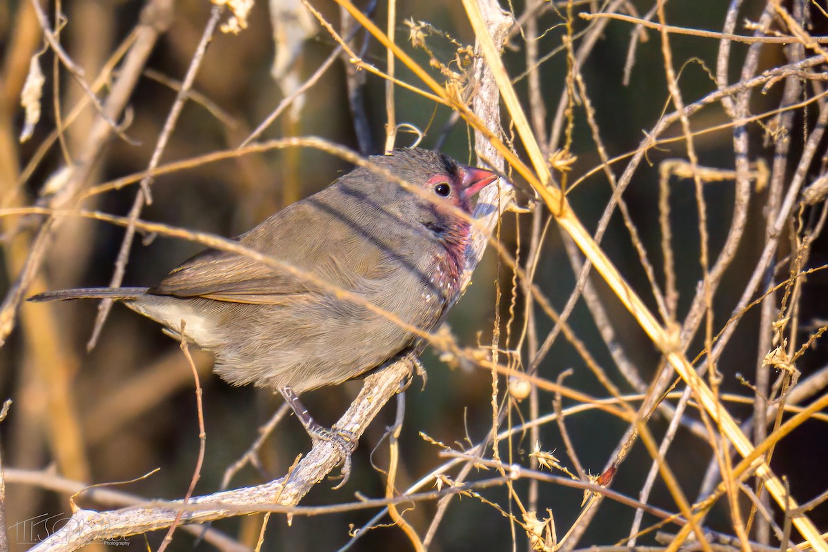 Brown Firefinch - ML646486467