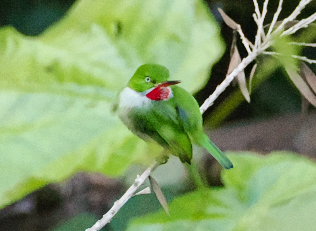 todi zelený - ML646486468