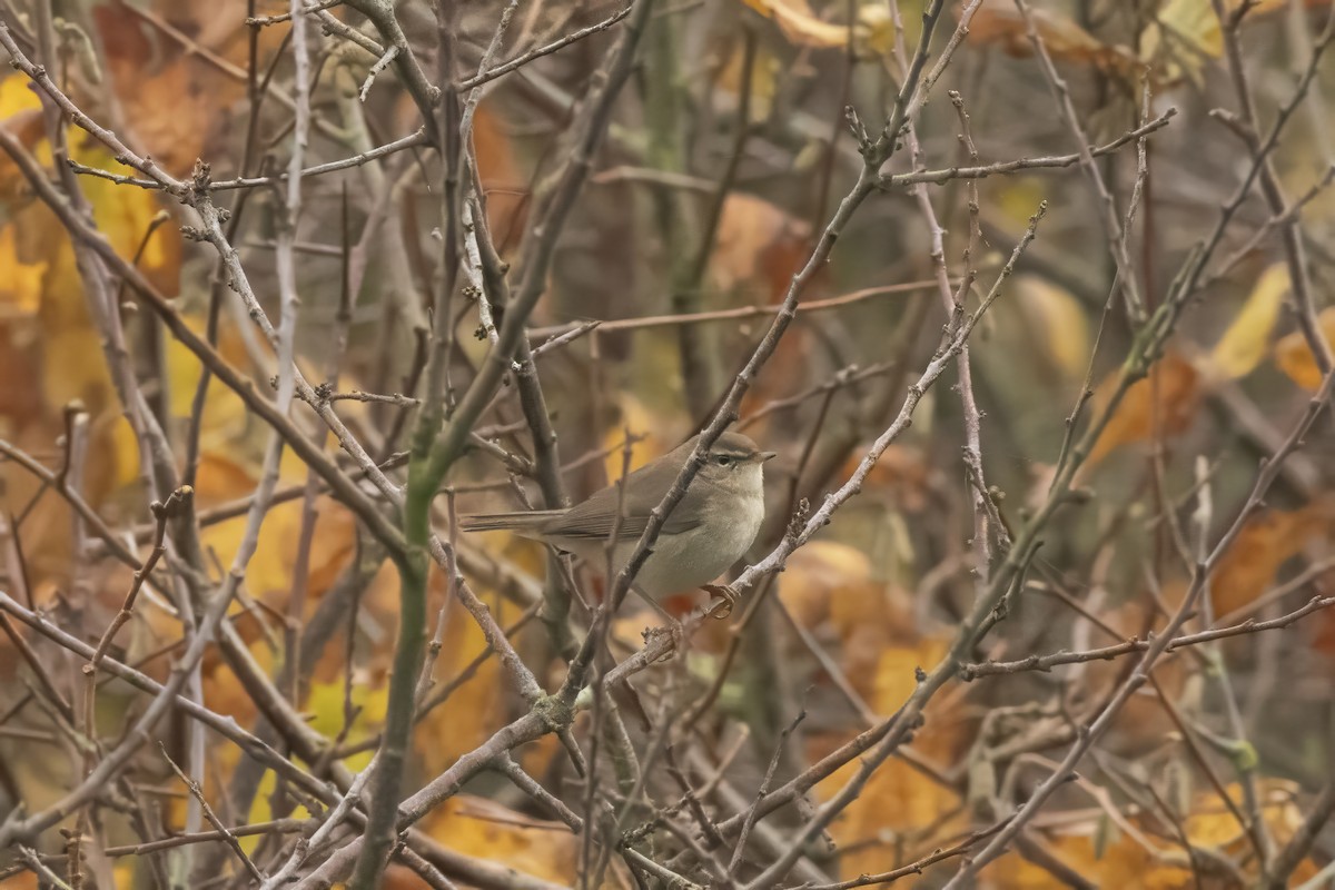 Dusky Warbler - ML646486469