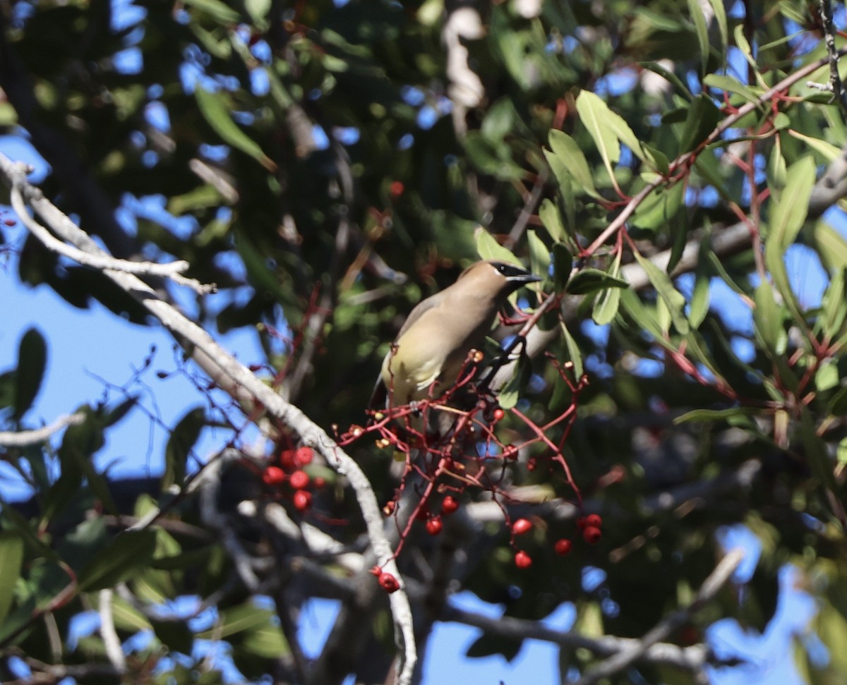brkoslav americký - ML646486475
