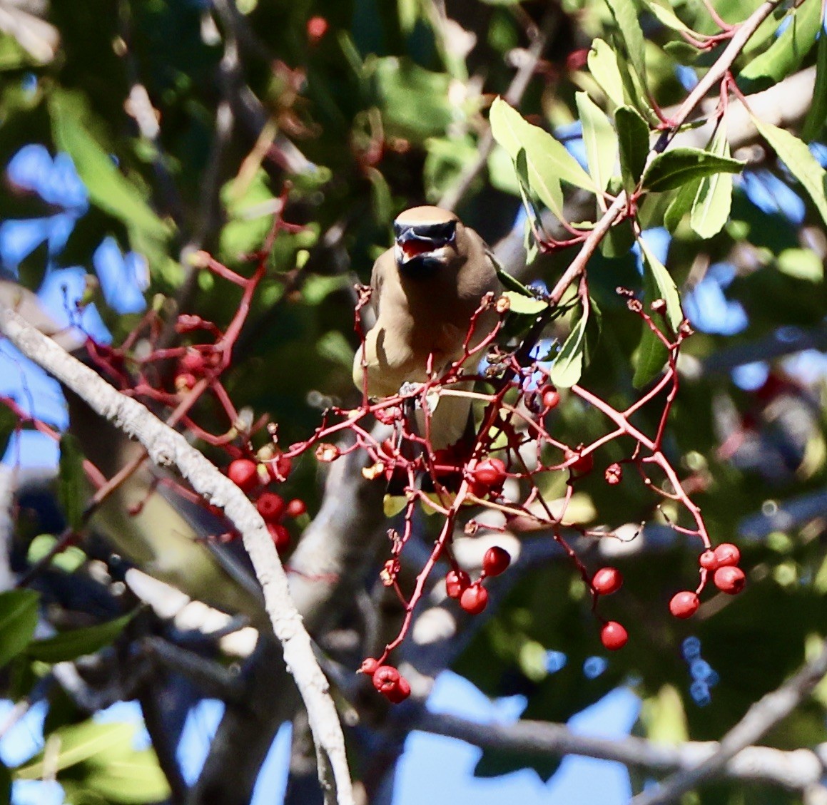 brkoslav americký - ML646486476